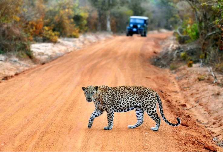Into Sri Lanka’s Wild